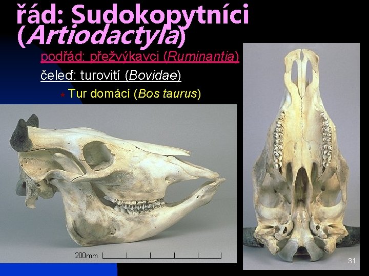 řád: Sudokopytníci (Artiodactyla) podřád: přežvýkavci (Ruminantia) čeleď: turovití (Bovidae) « Tur domácí (Bos taurus)