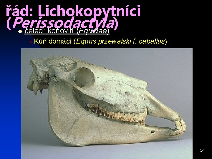 řád: Lichokopytníci (Perissodactyla ) čeleď: koňovití (Equidae) u « Kůň domácí (Equus przewalski f.