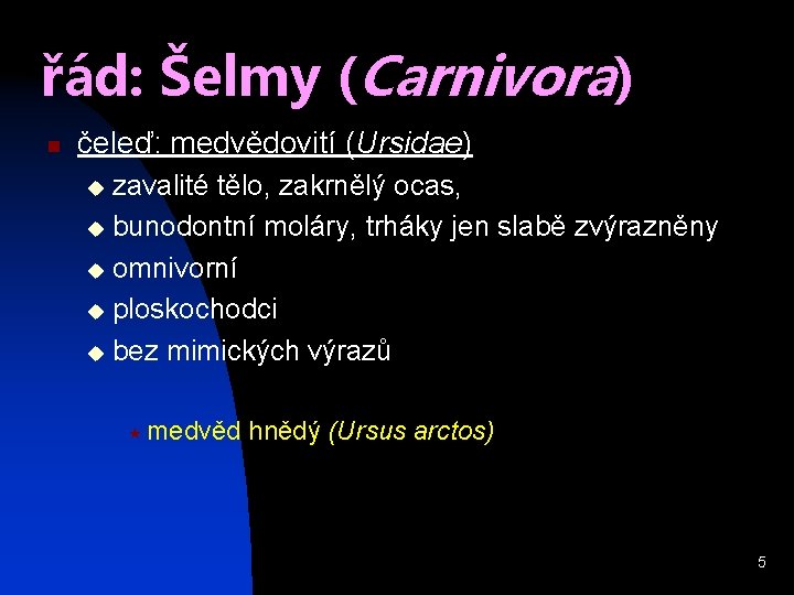 řád: Šelmy (Carnivora) n čeleď: medvědovití (Ursidae) zavalité tělo, zakrnělý ocas, u bunodontní moláry,