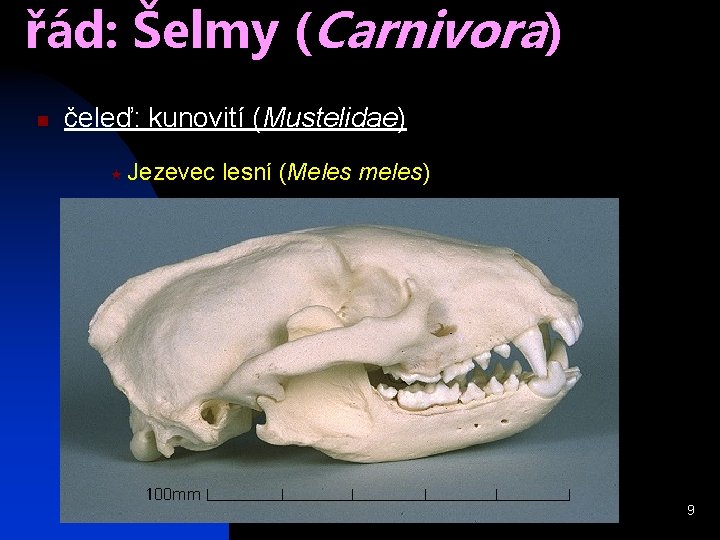 řád: Šelmy (Carnivora) n čeleď: kunovití (Mustelidae) « Jezevec lesní (Meles meles) 9 