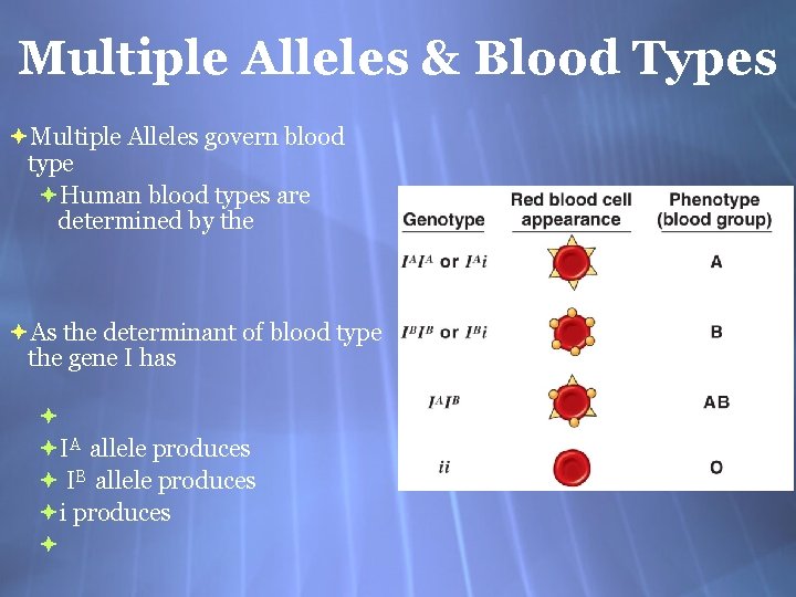 Multiple Alleles & Blood Types Multiple Alleles govern blood type Human blood types are