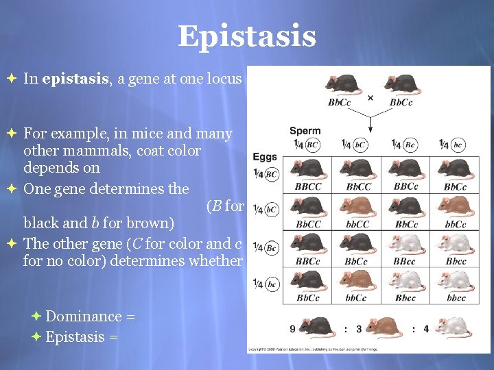 Epistasis In epistasis, a gene at one locus For example, in mice and many