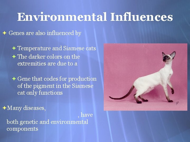 Environmental Influences Genes are also influenced by Temperature and Siamese cats The darker colors