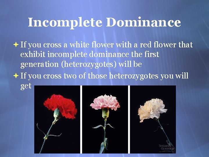 Incomplete Dominance If you cross a white flower with a red flower that exhibit