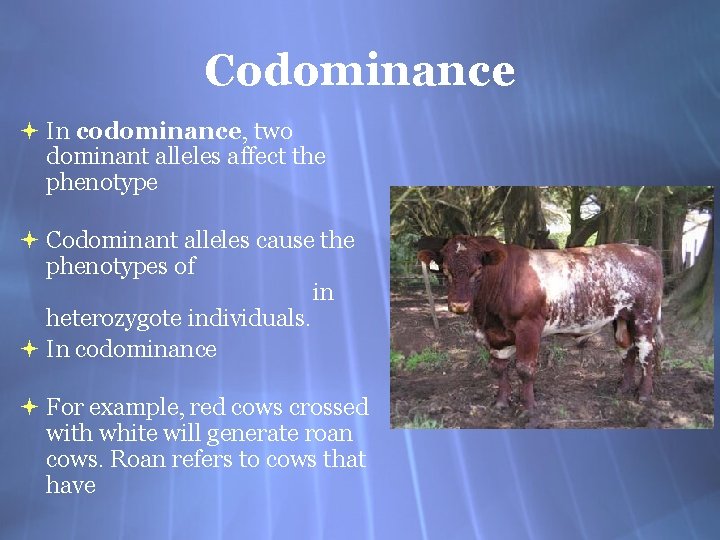 Codominance In codominance, two dominant alleles affect the phenotype Codominant alleles cause the phenotypes