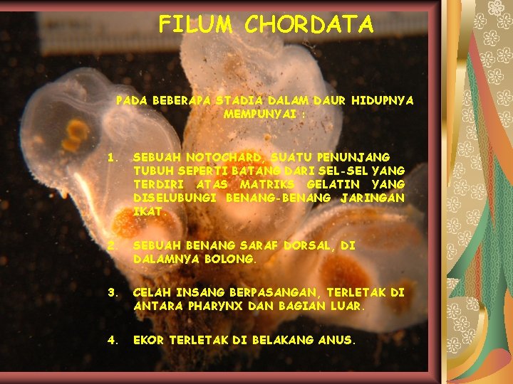 FILUM CHORDATA PADA BEBERAPA STADIA DALAM DAUR HIDUPNYA MEMPUNYAI : 1. SEBUAH NOTOCHARD, SUATU