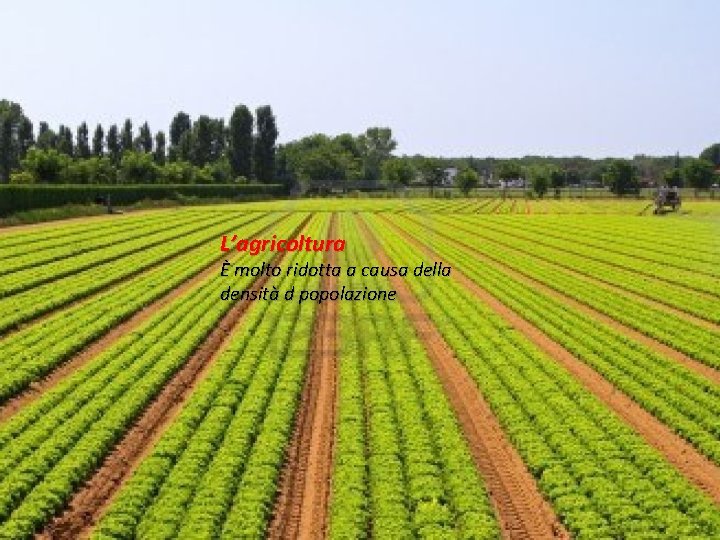 L’agricoltura È molto ridotta a causa della densità d popolazione 