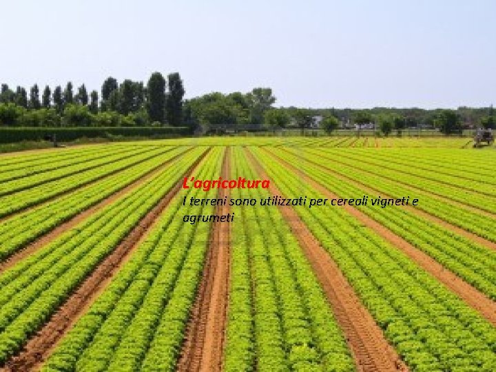 L’agricoltura I terreni sono utilizzati per cereali vigneti e agrumeti 