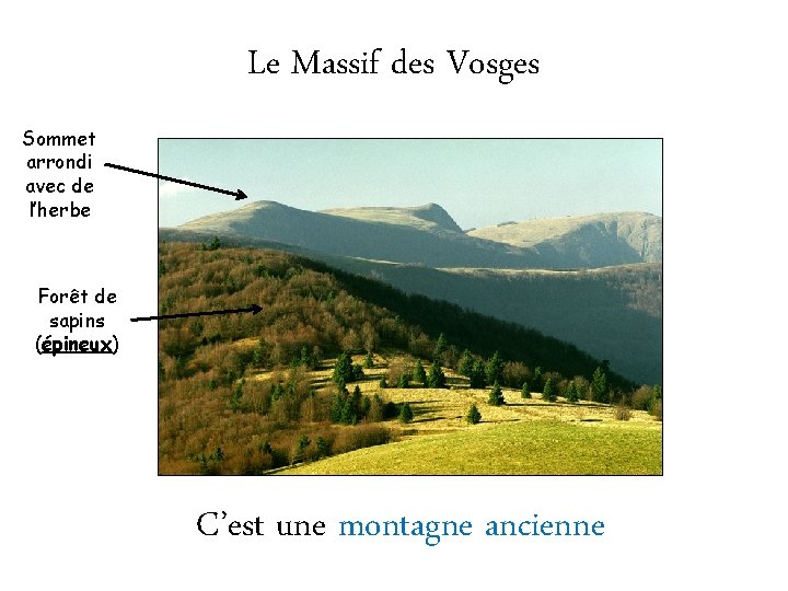 Le Massif des Vosges Sommet arrondi avec de l’herbe Forêt de sapins (épineux) C’est