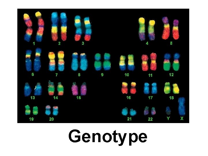 Genotype 