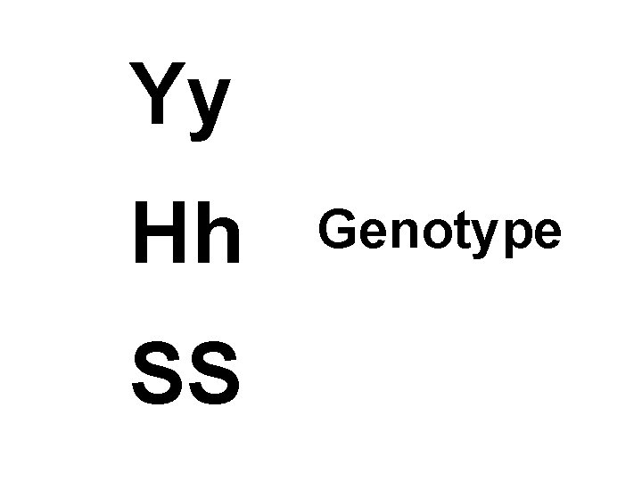 Yy Hh SS Genotype 