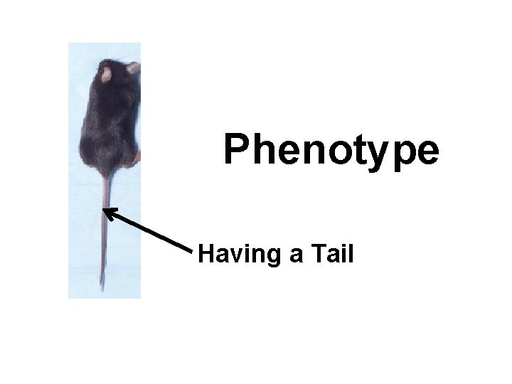 Phenotype Having a Tail 