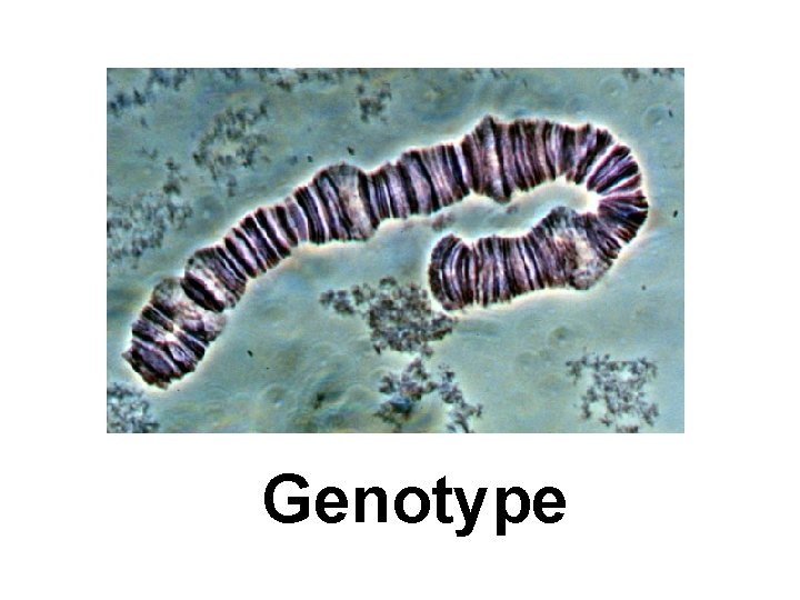 Genotype 