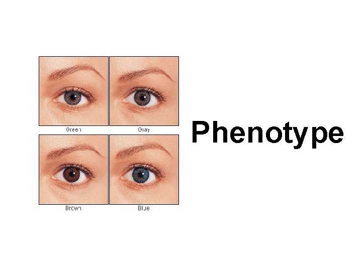 Phenotype 