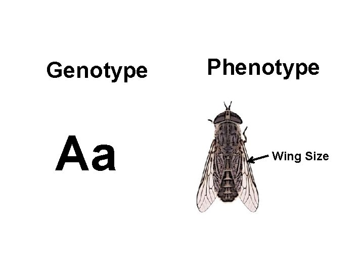 Genotype Aa Phenotype Wing Size 