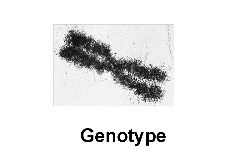 Genotype 