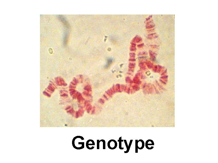 Genotype 