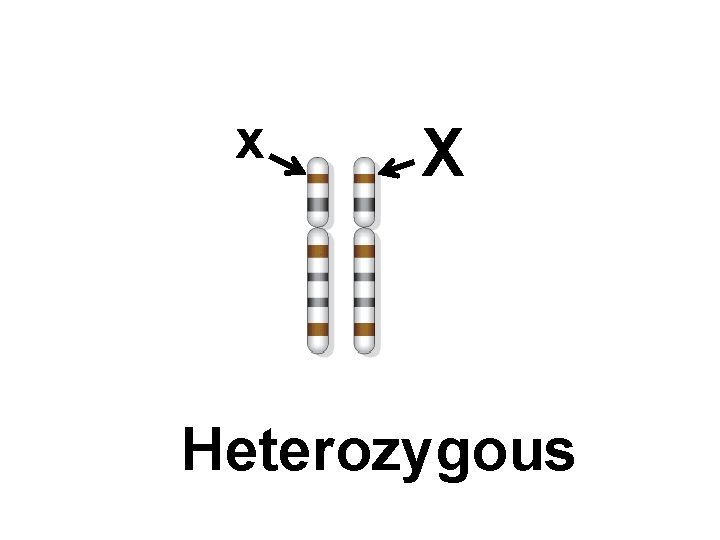 x X Heterozygous 