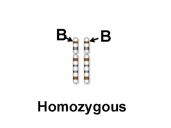 B B Homozygous 