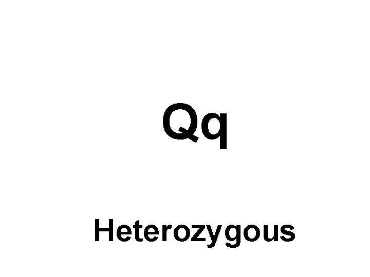 Qq Heterozygous 