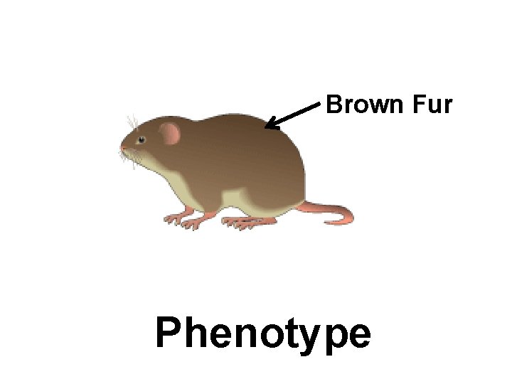 Brown Fur Phenotype 