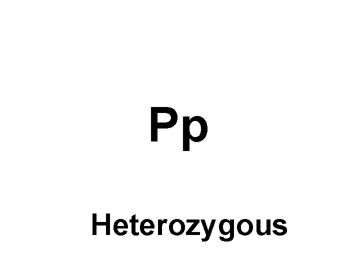 Pp Heterozygous 