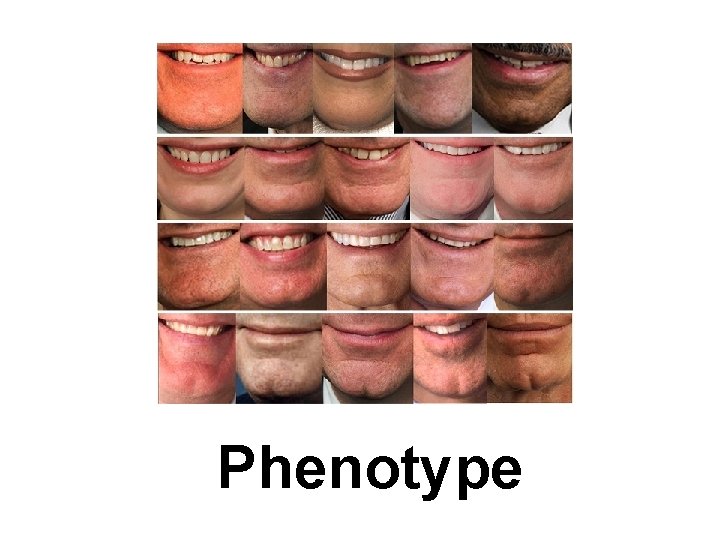 Phenotype 