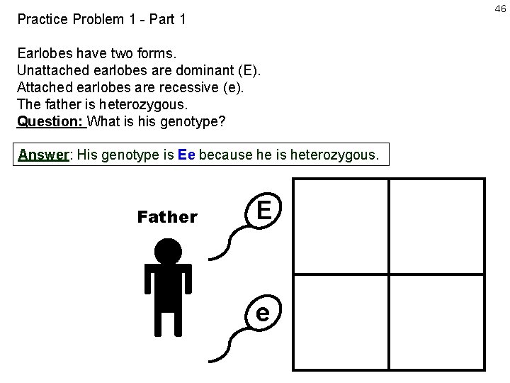 46 Practice Problem 1 - Part 1 Earlobes have two forms. Unattached earlobes are