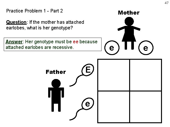 47 Practice Problem 1 - Part 2 Mother Question: If the mother has attached