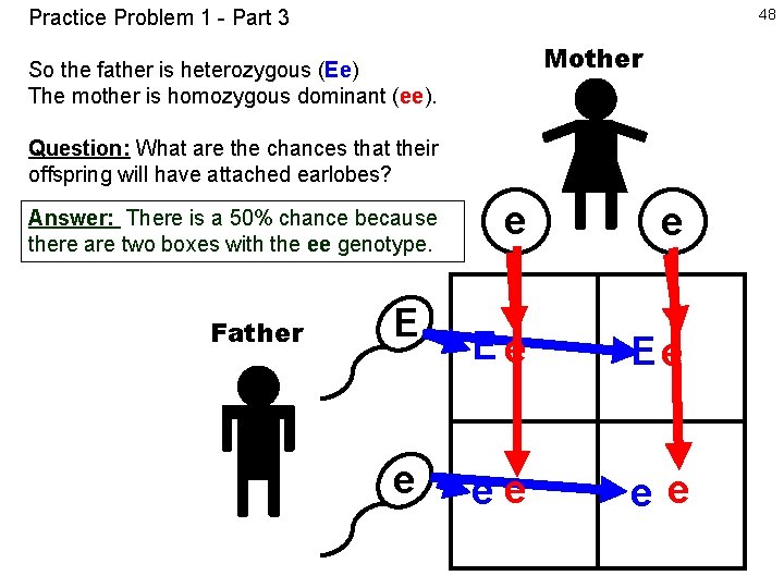 Practice Problem 1 - Part 3 48 Mother So the father is heterozygous (Ee)