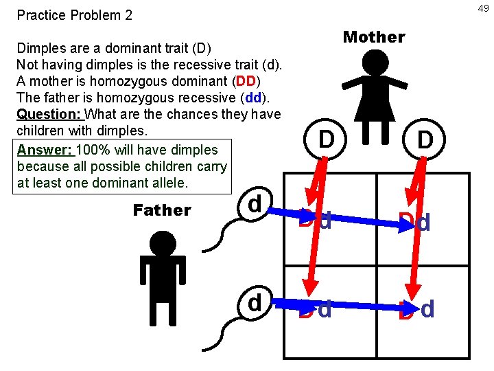 49 Practice Problem 2 Dimples are a dominant trait (D) Not having dimples is