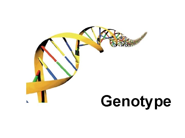 Genotype 
