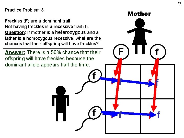 50 Practice Problem 3 Mother Freckles (F) are a dominant trait. Not having freckles