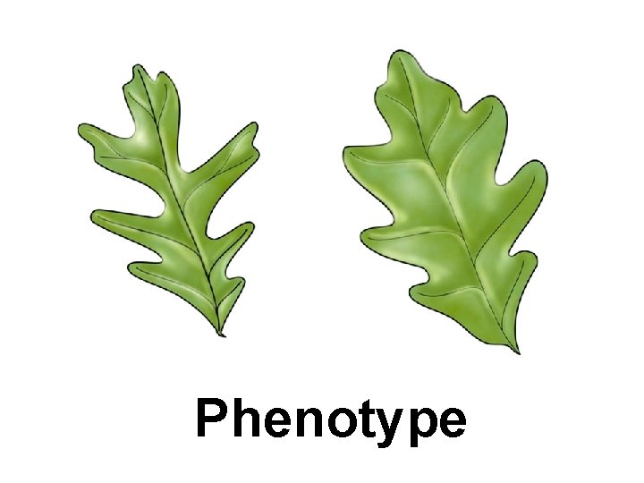 Phenotype 