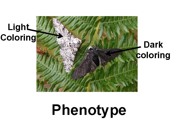 Light Coloring Dark coloring Phenotype 