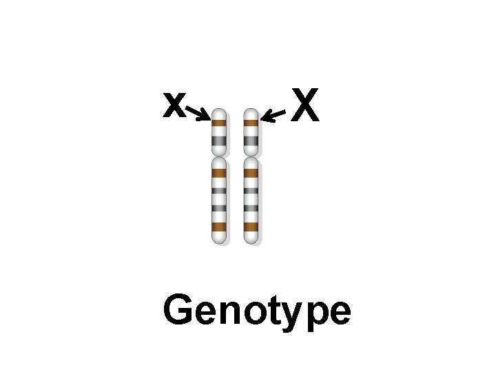 x X Genotype 