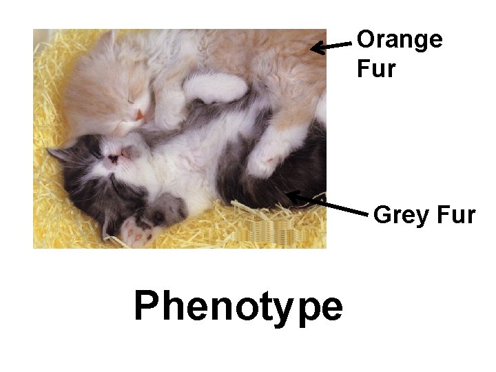 Orange Fur Grey Fur Phenotype 