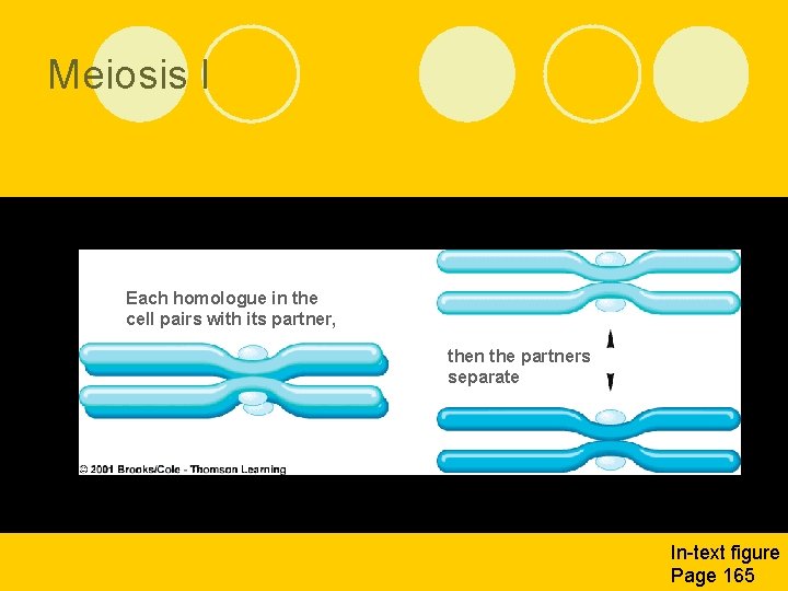 Meiosis I Each homologue in the cell pairs with its partner, then the partners