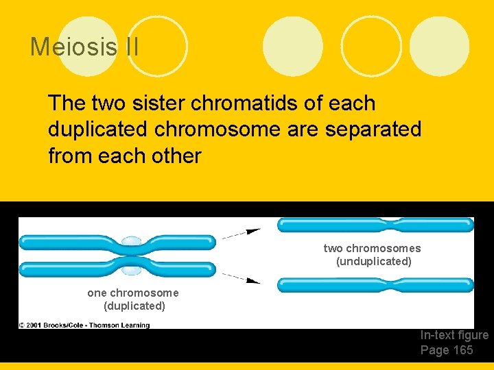 Meiosis II l The two sister chromatids of each duplicated chromosome are separated from