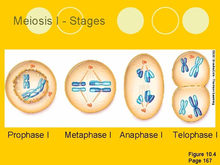 Meiosis I - Stages Prophase I Metaphase I Anaphase I Telophase I Figure 10.