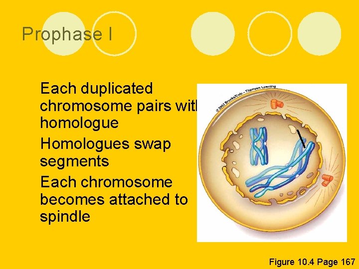 Prophase I l Each duplicated chromosome pairs with homologue l Homologues swap segments l