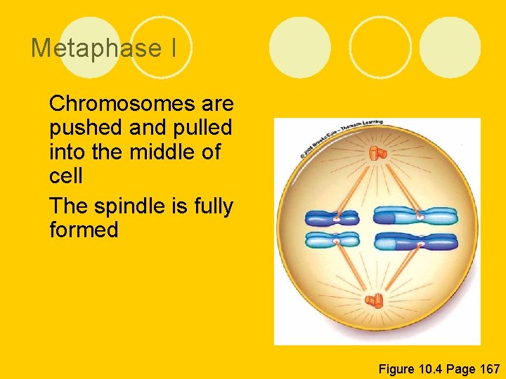 Metaphase I l Chromosomes are pushed and pulled into the middle of cell l