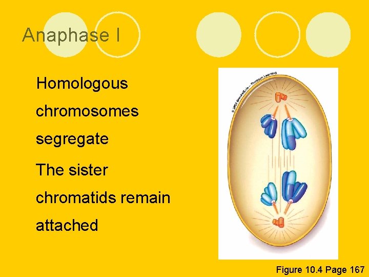 Anaphase I l Homologous chromosomes segregate l The sister chromatids remain attached Figure 10.