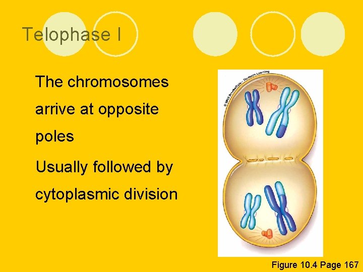 Telophase I l The chromosomes arrive at opposite poles l Usually followed by cytoplasmic