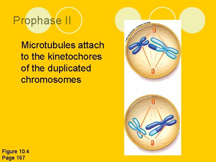 Prophase II l Microtubules attach to the kinetochores of the duplicated chromosomes Figure 10.