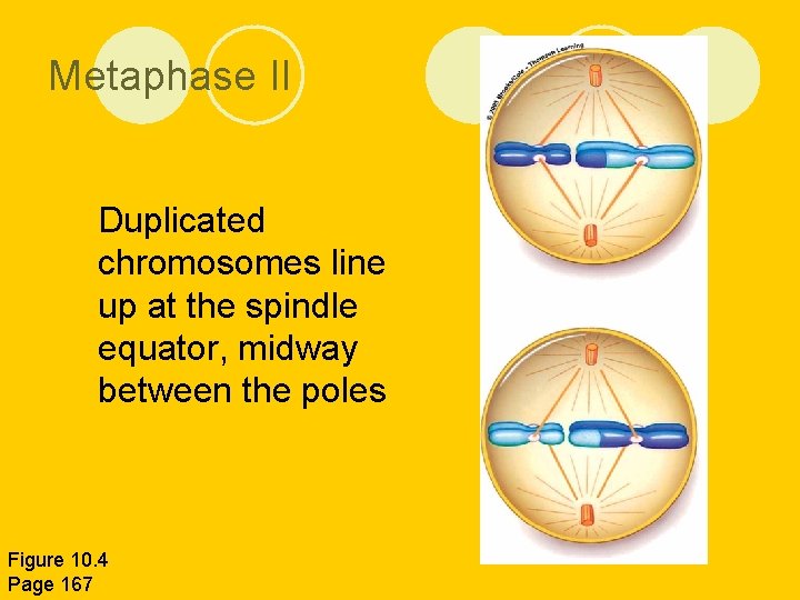 Metaphase II l Duplicated chromosomes line up at the spindle equator, midway between the