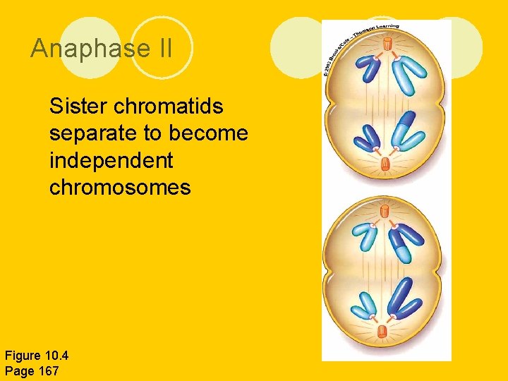 Anaphase II l Sister chromatids separate to become independent chromosomes Figure 10. 4 Page