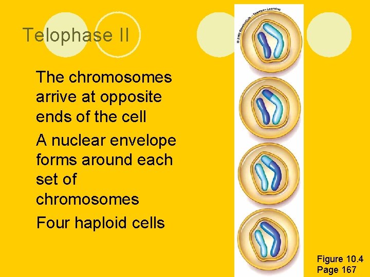 Telophase II l The chromosomes arrive at opposite ends of the cell l A