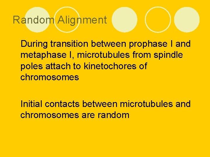 Random Alignment l During transition between prophase I and metaphase I, microtubules from spindle