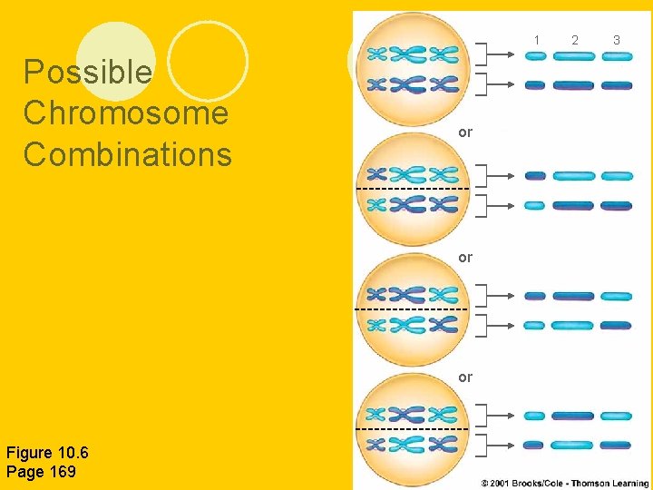 1 Possible Chromosome Combinations or or or Figure 10. 6 Page 169 2 3